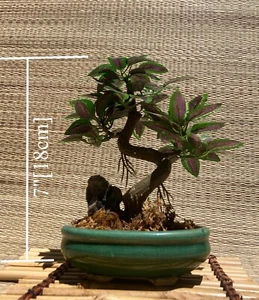Bonsai Artificiale, Espositore per Piante Finte in Vaso Vaso in Ceramica - Foto 1 di 7