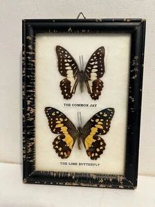 Real BUTTERFLIES Mounted Framed Common Jay and Lime Butterfly Distressed Frame - Picture 1 of 4