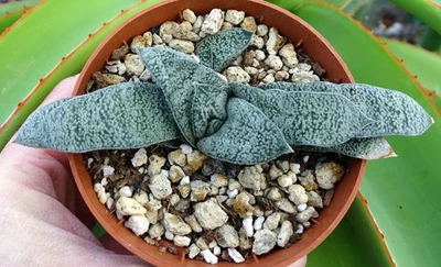 GASTERIA ELLAPHIEAE plante grasse euphorbe caudex succulenten cactus succulente - Photo 1/3