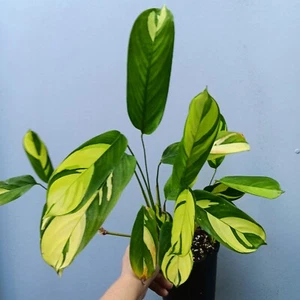 Ctenanthe lubbersiana "Golden Mosaic" - Picture 1 of 6
