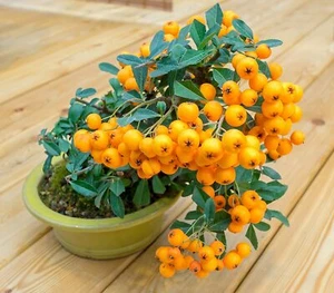 Orange Firethorn Bonsai Tree Seeds 30 Seeds to Plant - Picture 1 of 2