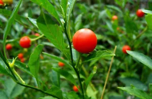 1000 semillas de ashwagandha (Withania somniferum) orgánicas - Imagen 1 de 2