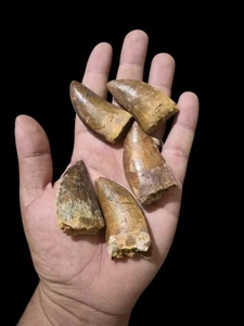Fósil dental real de Carchardontosaurus | 6-7 cm (2,36-2,75") | Camas Kem Kem | para - Imagen 1 de 4