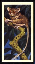 Brooke Bond Asian Wild Life (1962) Tarsier No. 7