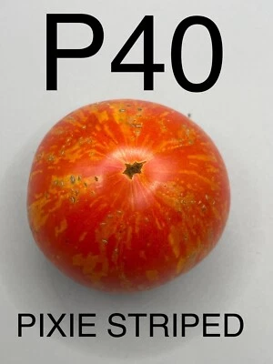 graine / seed tomate DWARF / NAINE taille cocktail variété PIXIE STRIPED - Image 1 of 4