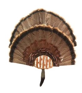 Turkey Fan Mounting Kit. Multiple Fan Display System with beard holder.  Rustic - Picture 1 of 6