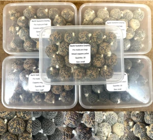 SESSION PACKS! Pre Made PVA Mesh Bags -5 Variations -High Quality Coppens Pellet - Picture 1 of 2