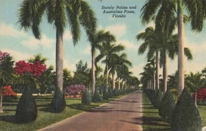 Miami Florida, Avenida de las Palmeras Majestuosas y Pinos Australianos, Postal De Colección - Imagen 1 de 2