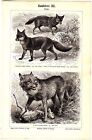 Ca 1890 Fox, Wolf, Civet Mongoose, Carnivores Predator Animals Antique Print