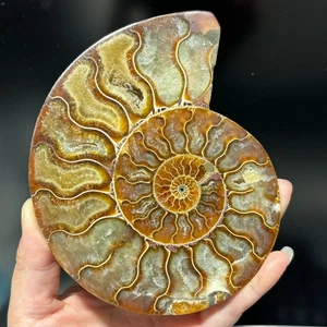 TOP 200G+ Natural ammonite fossil conch crystal specimen healing care 1pc - Picture 1 of 19
