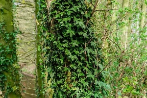 English Ivy -50 Plants Perennial Bare Root Live Garden Plant - Picture 1 of 5