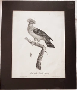 Seltener antiker Pauline de Courcelles (Schnip) 1805 großer Colombe Double Huppe Druck - Bild 1 von 7