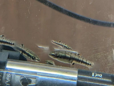 Least Killifish (Heterandria Formosa) 10 juvenile, unsexed - Image 1 of 2