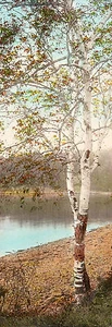 ANTIGUA Foto Coloreada a Mano Alrededor de principios de 1900 ABEDUL POR AGUA, Estilo Nutting - Imagen 1 de 1
