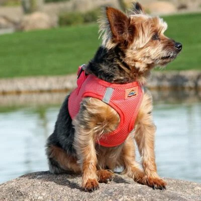 Dog Harness Coral Doggie Design Sizes XXS XS S M L XL 2XL 3XL Foto 1 de 3