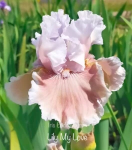 TALL BEARDED IRIS " LILY MY LOVE " 1 x POT GROWN ROOTED RHIZOME - Picture 1 of 2
