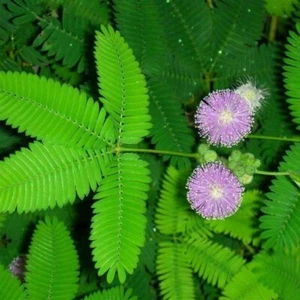 50 Mimosa Seeds Mimosa pudica Sensitive Plant Mimose - Picture 1 of 8