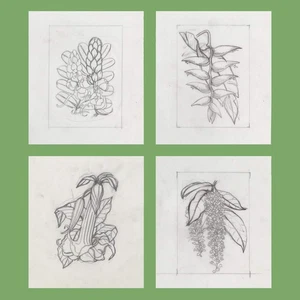 Saint Vincent 1972 Blumen Bleistift Essays von Sylvia Goaman - Bild 1 von 2