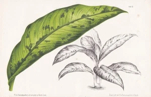Dieffenbachia Dieffenbachien Costa Rica Colombia Botanica Pannemaeker Litho - Bild 1 von 1