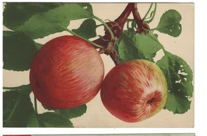 Antique Color Postcard Apples #1455 German Made - Picture 1 of 2