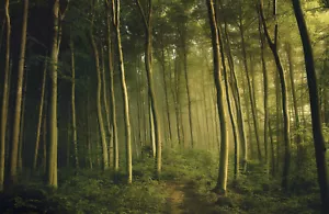 Fototapete - NEBELWALD - (7369) VLIES - Tapete - Nebel Brume Dunst Natur XXL - Bild 1 von 1