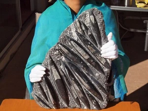 Beautiful XL Orthoceras and Ammonite Fossil Display Piece 400 Mil Yrs. - Picture 1 of 5