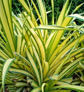 Phormium Yellow Wave XXXL 3Lt Pot - Hardy Tropical Shrub Evergreen Grasses - Picture 1 of 9