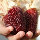 Graines maïs fraise ornementale rare légume précoce géant biologique SANS OGM