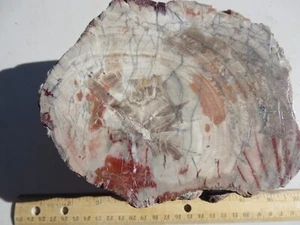716 FACE POLISHED PETRIFIED WOOD, ARAUCARIA, ZUNI, NM. 180MYA. EX OLD ROCK SHOP - Picture 1 of 5