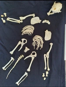 Alaska Wolverine Skull and PARTIAL Skeleton clean Real Bone FREE SHIP - Picture 1 of 15