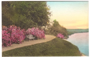 Magnolia Gardens, Charleston South Carolina, Hand-colored Vintage SC Postcard - Picture 1 of 2