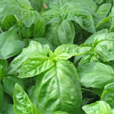 Basil Seeds 500+ Italian Large Leaf Herb NON-GMO HEIRLOOM USA FREE SHIPPING - Image 1 of 2