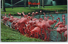 Vintage Postcard Colorful Pink Flamingos Hialeah Race Course Florida