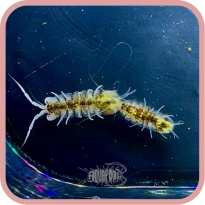 10+ Calico Morph - Freshwater Aquatic Isopods - Lirceus sp. - Image 1 of 3