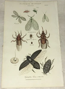 Hand-color Nature Engraving PANTOLOGIA 1813 Entomology Horse-Fly Water-Clock - Picture 1 of 1