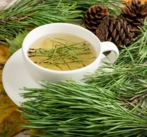 Eastern White Pine Needle Tea Bags 60 count Organic Fresh Picked 4-Month Supply - Picture 1 of 5