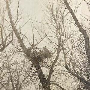 Vintage Sepia Photo Owls Birds Perched Sitting Nest Trees Branches Sky