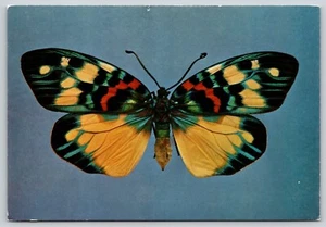Postal Polillas tropicales Erasmia puichella Museo Británico de Historia Natural - Imagen 1 de 2