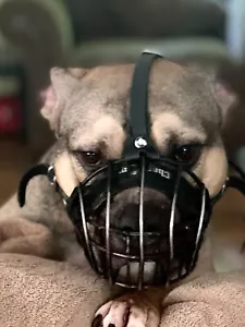 Bozal para perro | Metal recubierto de polímero resistente | Amstaff Pitbull & Bull Terrier - Imagen 1 de 6