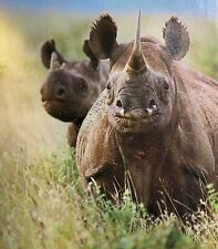 1987 Black Rhino Poachers in Zimbabwe