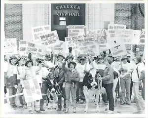 1986 Press Photo Firefighters Protest With Cows & Signs Chelsea Massachusetts - Picture 1 of 2