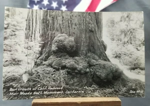 Unused Postcard Bu Growth Of California Redwood Muir Woods National Monument - Picture 1 of 2
