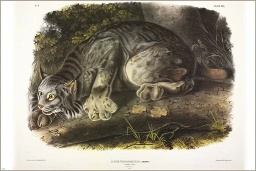 Póster artístico ilustración vintage Geoff Canada Lynx de John James Audubon 20x30 Foto 1 de 1