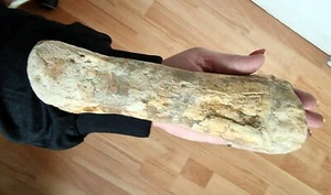 Fósil raro de pierna marroquí de Spinosaurus, formación Baharija al sur de Taouz Kem-ke - Imagen 1 de 4