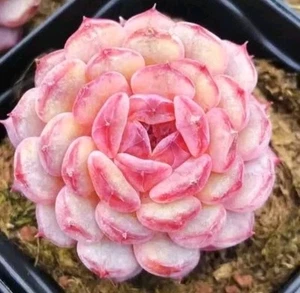 $80 minimum Free Echeveria Hani 🏵️ one head Only about 3cm succulent - Picture 1 of 5