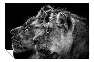 Black & White Lion and Lioness portrait Artistic Poster Wall Art Home Decor - Picture 1 of 4