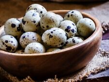 36 Jumbo Coturnix Quail Hatching Eggs