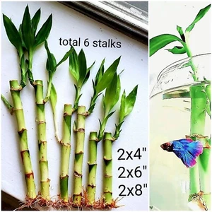 6 Lucky Bamboo 4"6"8" FREE Butterfly Stake, Ideal Gift, Feng Shui, Perennial - Picture 1 of 7