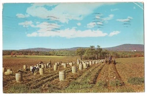 Cartolina PATATO Capital HARVEST Aroostook County Maine ME 1959 - Foto 1 di 2