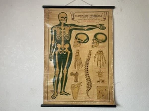 Antigua carta de anatomía de fisiología elemental circa 1908, ESQUELETO EJ Arnold - Imagen 1 de 17